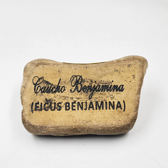 PIEDRA CAUCHO BENJAMINA (FICUS BENJAMINA)