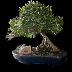 PIEDRA FICUS en internet