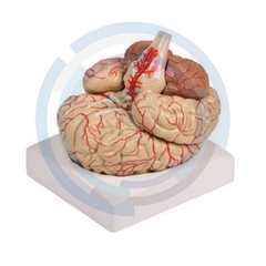 modelo anatomico cerebro arterias
