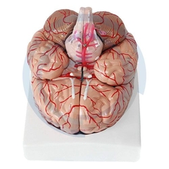 modelo anatomico cerebro arterias
