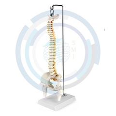 modelo anatomico columna vertebral
