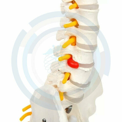 modelo anatomico vertebra
