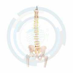 modelo anatomico vertebra
