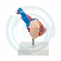 modelo anatomico corazon
