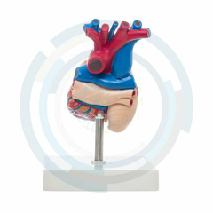 modelo anatomico corazon
