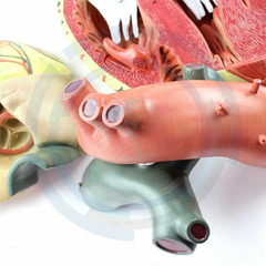 modelos anatomicos del corazon