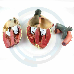 modelo anatomico de corazon
