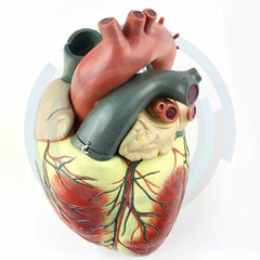 modelos anatomicos del corazon