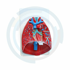 simulador de laringe corazon y pulmon economico
