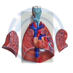 simulador de laringe corazon y pulmon economico

