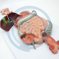modelo anatomico del sistema digestivo