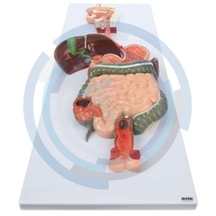 modelo anatomico del sistema digestivo