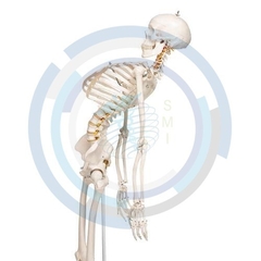 modelos anatomicos 3d

