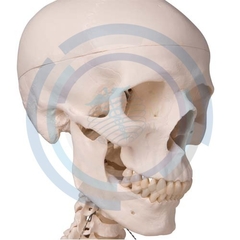 modelo de anatomia humana