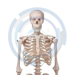 modelo de anatomia humana