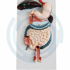 modelo anatomico del aparato digestivo