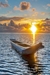 Canoa ao pôr do sol I