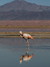 Flamingo Refletido