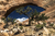 Projeto "Travessia EUA" - Wilson Arch, Arches National Park, Moab, Utah - EUA