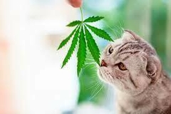 Banner de la categoría CBD Gato