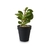 Plantita Grande Negra - comprar online