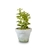 Plantita Chica Gris - comprar online