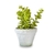 Plantita Grande Gris - comprar online