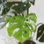 PLANTA BIG MONSTERA - ambientmuebles