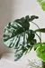 PLANTA BIG MONSTERA - tienda online