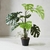 PLANTA BIG MONSTERA en internet