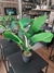 PLANTA BIG PLATANO - comprar online