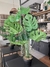 PLANTA BIG MONSTERA