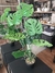 PLANTA BIG MONSTERA - comprar online