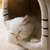 Casa de Gato de estimação luxuosa, almofada destacável e lavável - comprar online