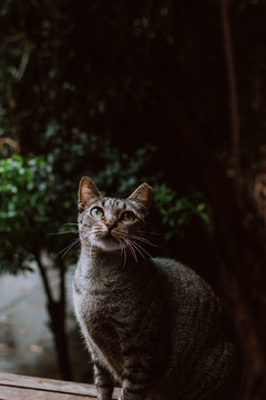 Gato na internet