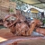 Escultura de Águia Raíz - Pororoca na internet