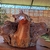 Escultura de Águia Raíz - Pororoca - Clube do Cavalo Nacional