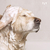 Kit Cuidadinho Shampoo Lenço Perfume Talco Banho a Seco - PetClean - bembempet