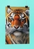 Poster - Tigre - comprar online