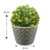 Vaso decorativo com planta suculenta - comprar online