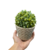 Vaso decorativo com planta suculenta - loja online