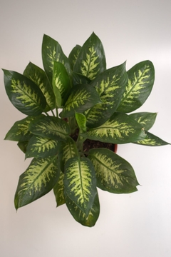 Dieffenbachia Alex,