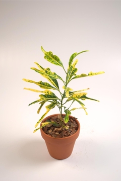 Croton, Codiaeum variegatum