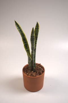 Sansevieria