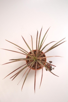 Dracena Marginata Tricolor - comprar online