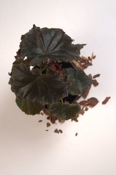 Begonia Cascada