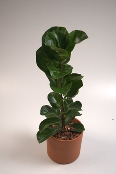 Ficus Pandurata