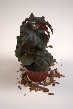 Begonia Cascada - comprar online