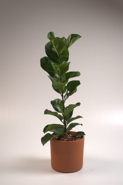 Ficus Pandurata - comprar online