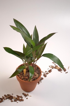 Cordyline rubra, Drácena roja - Dosel Plantas